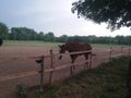 Stable LjubiÃÂevo - Pozarevac Serbia